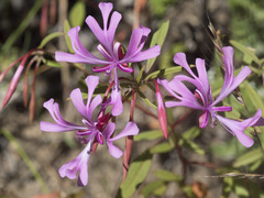 Clarkia concinna concinna
