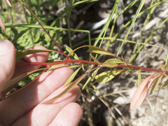 Clarkia concinna concinna