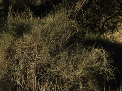 Ephedra triandra
