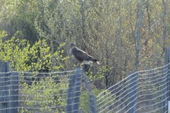 Buteo buteo
