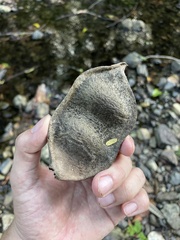 Macropsychanthus comosus