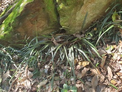 Asplenium attenuatum