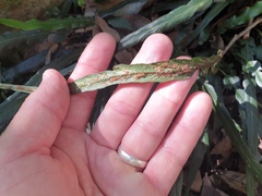 Asplenium attenuatum