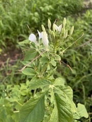 Cleome spinosa