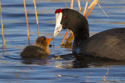 Red-knobbed Coot, photo 2 of 7