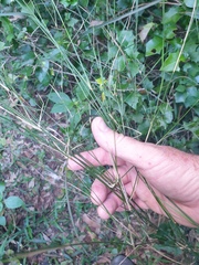 Austrostipa ramosissima