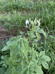 Cleome spinosa