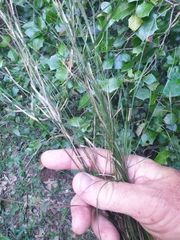 Austrostipa ramosissima