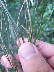 Austrostipa ramosissima