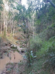 Cordyline petiolaris