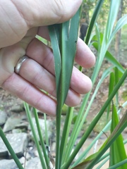 Cordyline petiolaris