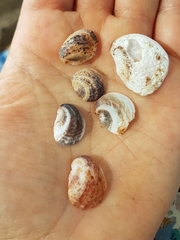 Bostrycapulus aculeatus