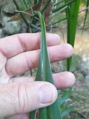 Cordyline petiolaris