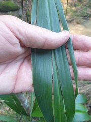 Cordyline petiolaris