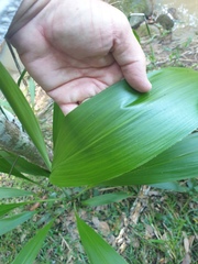 Cordyline petiolaris