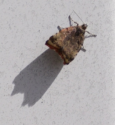 Apple Leaf Skeletonizer Moth photo 2