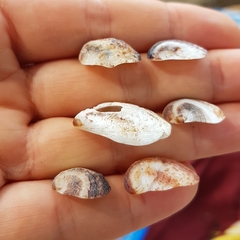 Bostrycapulus aculeatus