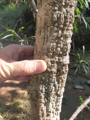Cyclophyllum coprosmoides