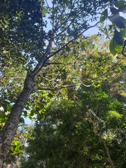Cyclophyllum coprosmoides