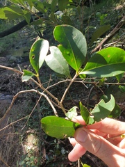 Cyclophyllum coprosmoides