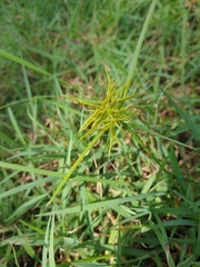 Cyperus bowmanni