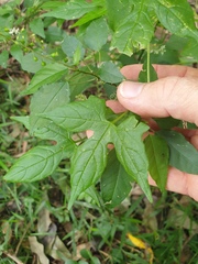 Diplocyclos palmatus