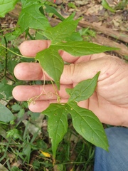 Diplocyclos palmatus