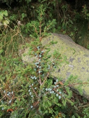 Juniperus communis saxatilis