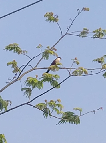 Senegal Coucal