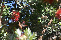 Selasphorus sasin sedentarius