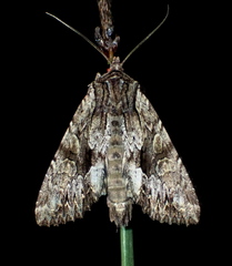 Apamea syriaca