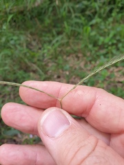 Enteropogon unispiceus