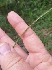 Enteropogon unispiceus