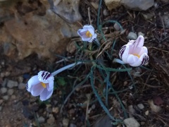 Crocus cambessedesii