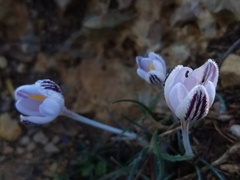 Crocus cambessedesii