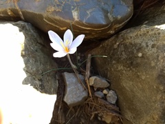 Crocus cambessedesii