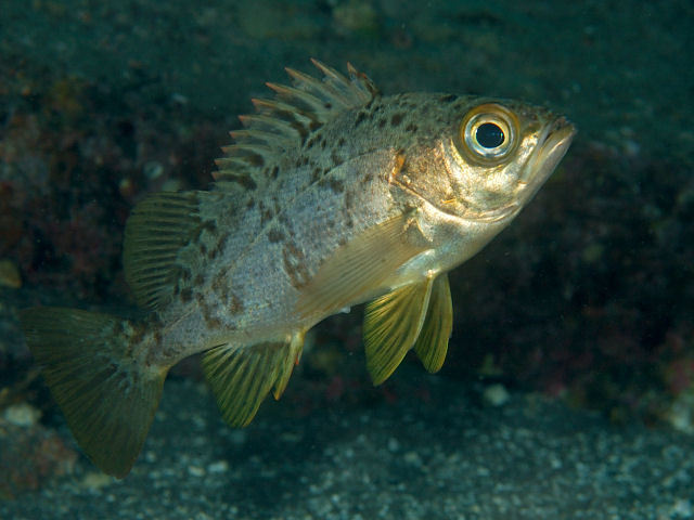 Japanese Red Rockfish