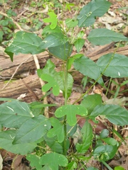 Passiflora aurantia aurantia