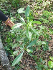 Pavetta australiensis