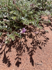 Astragalus sabulonum