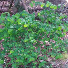 Symphoricarpos
