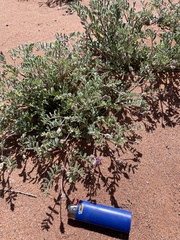 Astragalus sabulonum