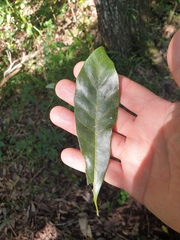 Planchonella pohlmaniana