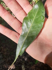 Planchonella pohlmaniana