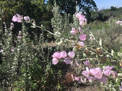 Malacothamnus jonesii