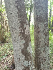 Planchonella pohlmaniana