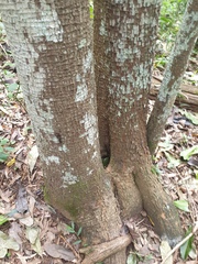 Planchonella pohlmaniana