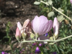 Malacothamnus jonesii