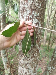 Planchonella pohlmaniana