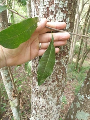 Planchonella pohlmaniana